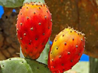 Las tunas rojas tienen propiedades curativas