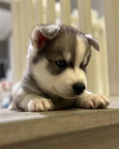 $350 : Husky siberiano a la venta image 9