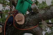 David Tree Service thumbnail 3