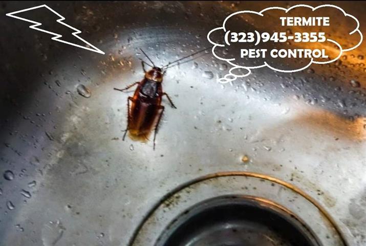 Pest Exterminator 24/7 all L.A image 6