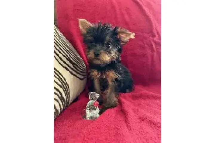 $900 : 🐶HEMBRITAS YORKIE TEACUP 🐶 image 1
