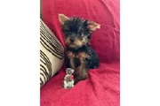 🐶HEMBRITAS YORKIE TEACUP 🐶 en Los Angeles