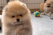 $400 : French bulldog and Pomeranian thumbnail