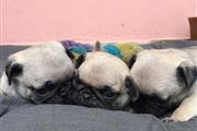 $350 : pug en venta cachorros thumbnail