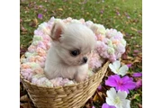 $350 : Cachorros Chihuahua thumbnail