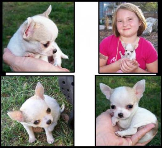 $300 : Lindos Cachorros Chihuahua. image 1