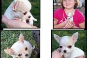 $300 : Lindos Cachorros Chihuahua. thumbnail