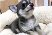 $200 : Chihuahua Puppies for sale thumbnail