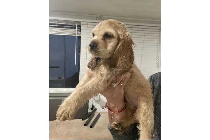 $1000 : Coker Spaniel image 4
