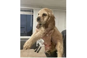$1000 : Coker Spaniel thumbnail