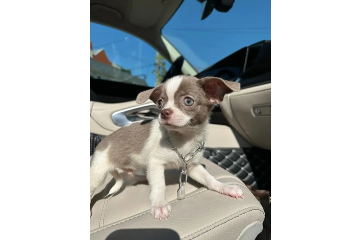 $300 : Teacup Chihuahua puppies image 5
