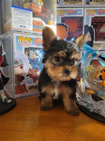 $1300 : Yorkies image 1