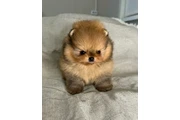 Pomerania taza de té en Detroit