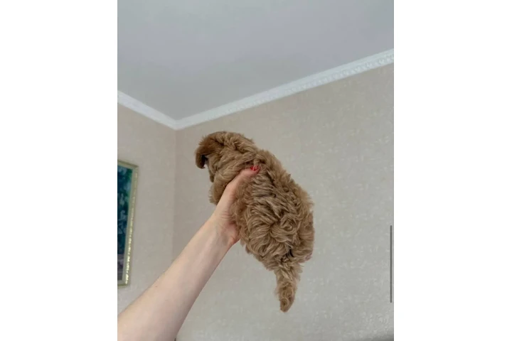 $350 : adorable Maltipoo image 2