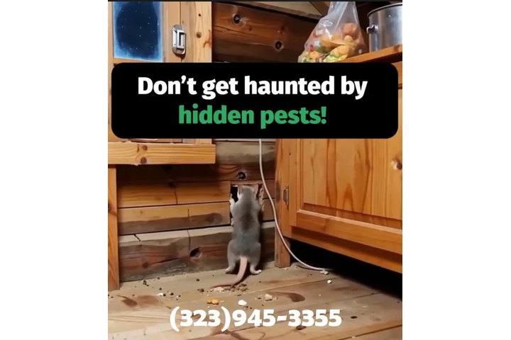 FUMIGATION - LOCAL TREATMENTS image 5