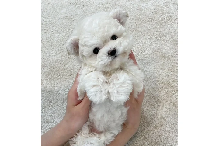 $350 : Teacup Maltipoo image 2