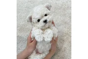 $350 : Teacup Maltipoo thumbnail