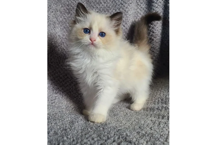 $220 : NSWTBA RAGDOLL KITTENS READY image 2