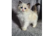 $220 : NSWTBA RAGDOLL KITTENS READY thumbnail