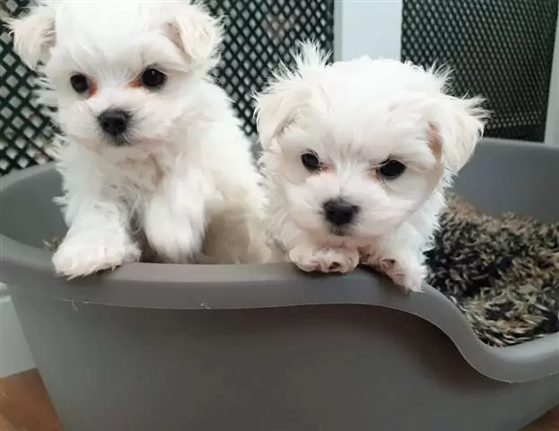 $500 : AKC Maltese Pups Now Ready image 1