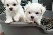 AKC Maltese Pups Now Ready en Las Cruces