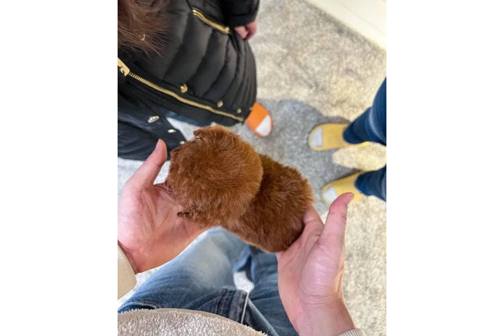 $370 : Poodle puppy for adoption image 3