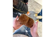 $370 : Poodle puppy for adoption thumbnail
