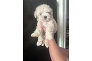 $375 : Maltipoo (lea todo ) thumbnail