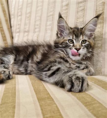 $280 : Maine Coon image 1