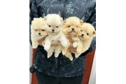 $350 : cachorros pomerania thumbnail