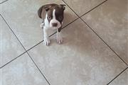 $800 : Boston terrier puppy thumbnail