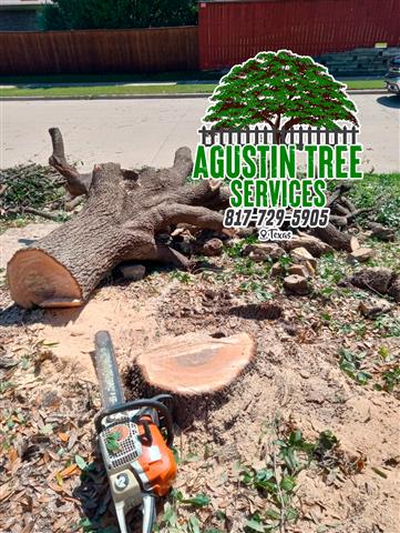 TREE SERVICE 🌳 20 años de exp image 1