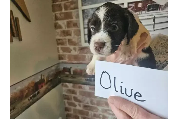 $900 : Adorable English Springer Span image 6