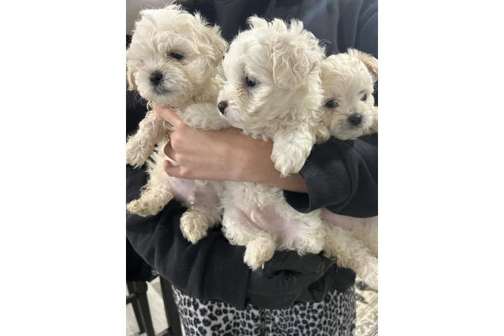 $500 : Maltipoo y yorkie image 2