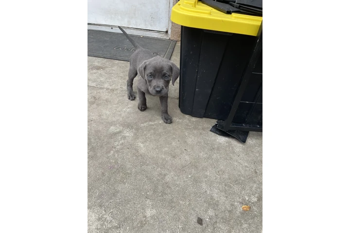$350 : Lab/Corso puppies image 5