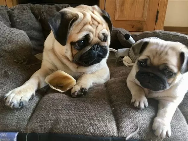 $420 : PUG PUPPIES FOR REHOMING image 3