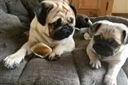 $420 : PUG PUPPIES FOR REHOMING thumbnail
