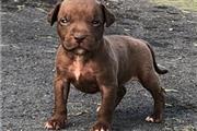 $350 : American pit bull terrier thumbnail