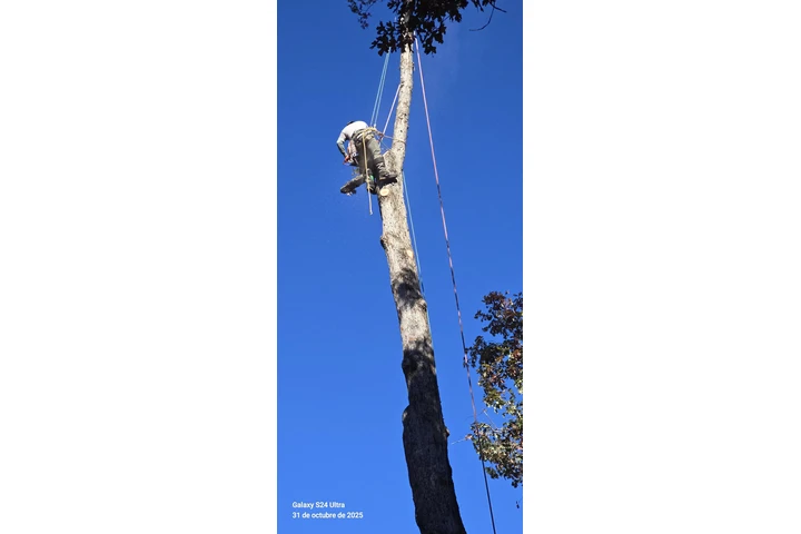 Joseph Tree Services image 7