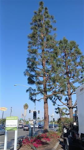 Memo's tree service image 3