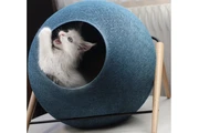 $350 : White  Maine coon kitten ready thumbnail