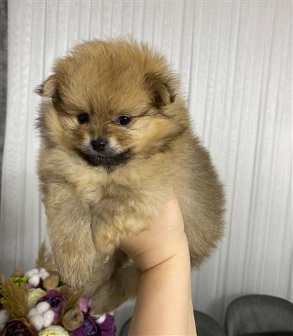 $450 : Pomeranian 2 boys available image 1