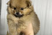 Pomeranian 2 boys available en Trenton