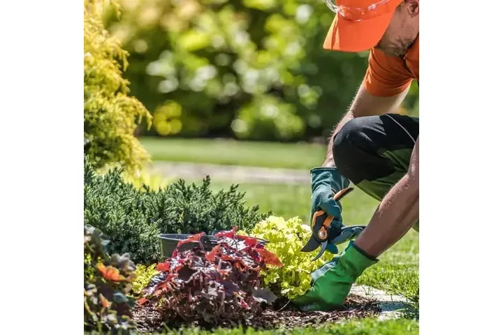 SERVICIO DE JARDINERÍA image 4