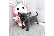 $350 : Chihuahua taza de té thumbnail