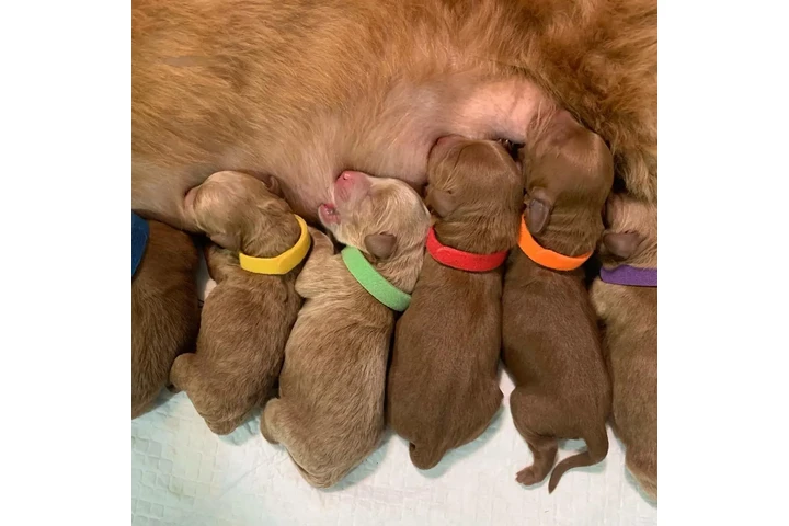 $800 : holly goldendoodle pups image 5