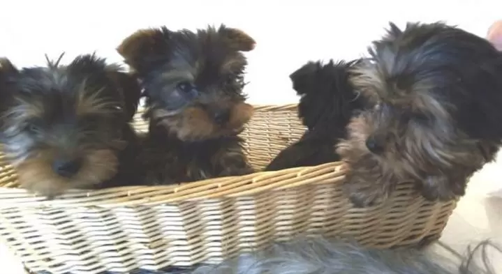 Cachorro yorkshire terrier hem image 1