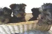 Cachorro yorkshire terrier hem en Bakersfield