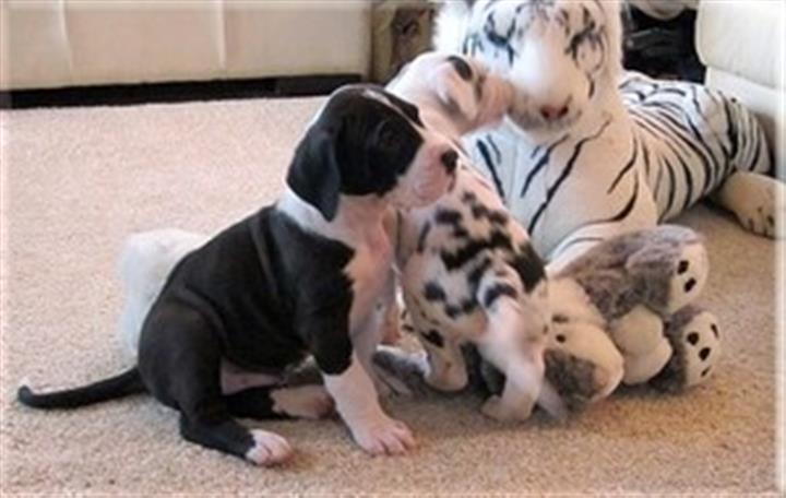 FABOLOUS GREAT DANE MANTLE PUP image 1