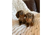 $300 : Adorable Miniature Dachshund thumbnail